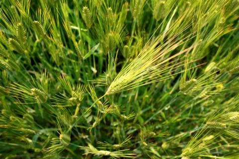 Green wheat field background Stock Photos