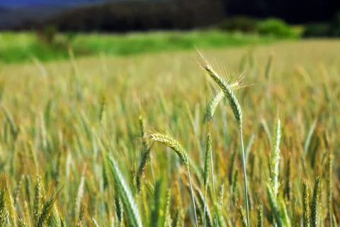 Green wheat field for background. Stock Photos