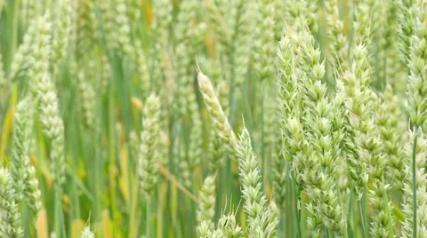 Green Wheat Field Background Slow Motion Stock Footage 51803034