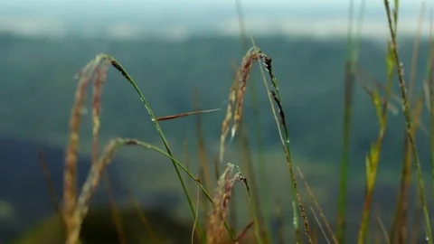 Green wheat field, beautiful sky with clouds. Sunny agriculture landscape Video stock 82147653