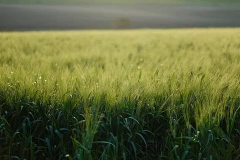 Green wheat field. Beginning of spring. Stock-Fotos
