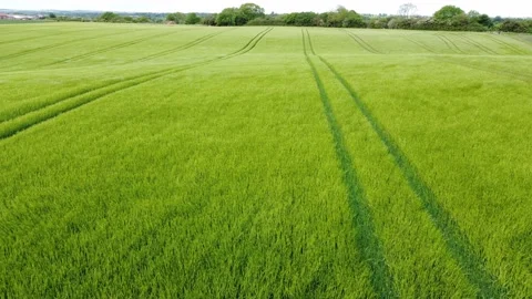 Green Wheat Field Blowing in the Wind Aeriel Stock Footage 196980995