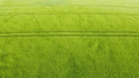 Green Wheat Field Blowing in the Wind Aeriel Stock Footage 196981633