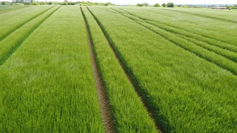 Green Wheat Field Blowing in the Wind Aeriel Stock Footage 196982248