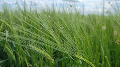 Green Wheat Field Blowing in the Wind Stock Footage 196982499