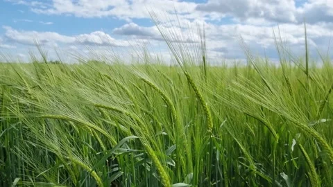 Green Wheat Field Blowing in the Wind Aeriel Stock Footage 196982719