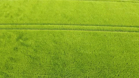 Green Wheat Field Blowing in the Wind Aeriel Stock Footage 196983258
