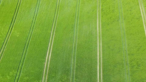 Green Wheat Field Blowing in the Wind Aeriel Stock Footage 196983260