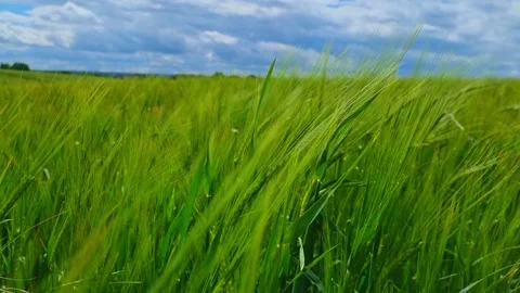 Green Wheat Field Blowing in the Wind  Stock Footage 196983798