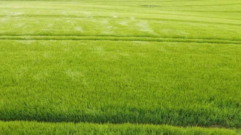 Green Wheat Field Blowing in the Wind Aeriel Stock Footage 196983907