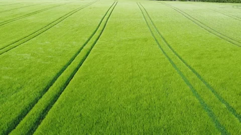 Green Wheat Field Blowing in the Wind Aeriel Stock Footage 196983968
