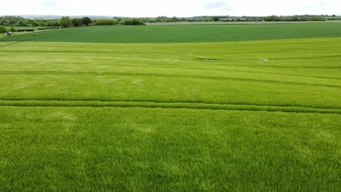 Green Wheat Field Blowing in the Wind Aeriel Stock Footage 196984097