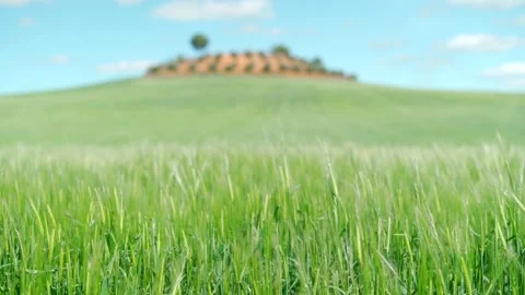 Green wheat field blowing in the wind with a blue sky full of white clouds in Stock Footage 198256794