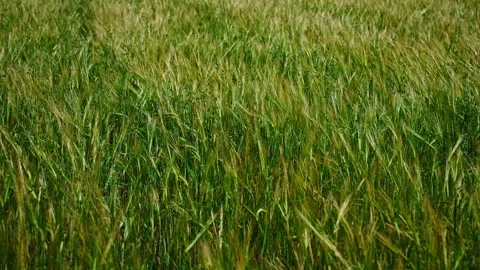 Green wheat field blowing in the wind Stock Footage 307134236