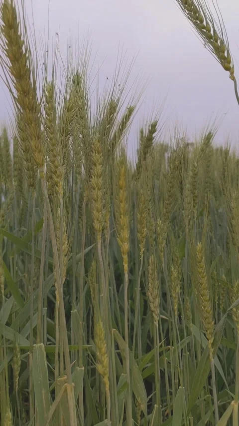 Green Wheat Field Blowing in Wind Under Soft Sky Video Clip Stockbeeldmateriaal 332023728