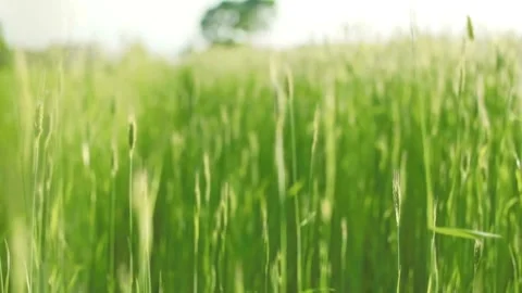 Green wheat field blowing in the wind during daytime Video stock 333875741
