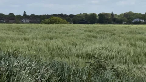 Green wheat field blowing in the wind under a showing rural agriculture Stock-Footage 334802228