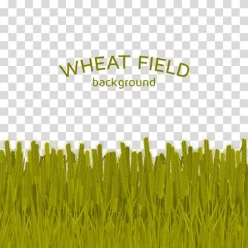 Green wheat field on checkered background Stock Illustration
