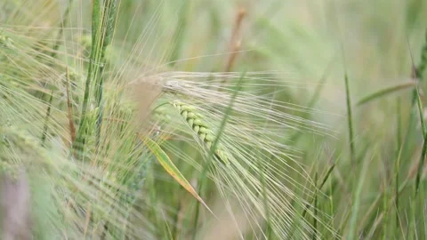 Green wheat field. Close up Stock-Footage 160114565