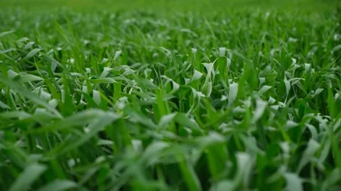 Green wheat field close-up. Video stock 195152182