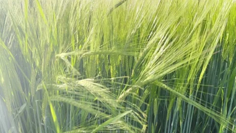 Green wheat field close up Stock Footage 198896053