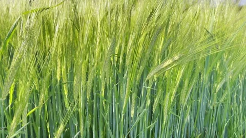 Green wheat field close up Stock Footage 198906349