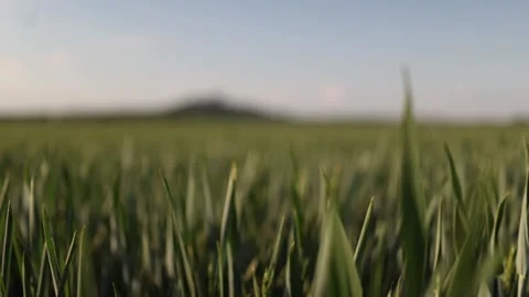 Green wheat field close up Stockbeeldmateriaal 337941609