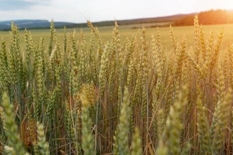 Green wheat field close up. Spring countryside scenery. Beautiful nature Stock Photos