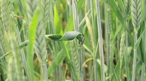 Green wheat field closeup Stock-Footage 63852006