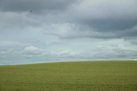 Green wheat field with cloud background Stock Photos
