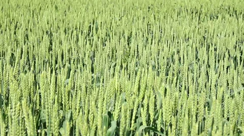 Green wheat field dancing in the wind Stock Footage 35365953