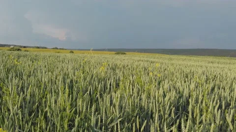 Green wheat field by dark blue sky at sunset, rural scenic Stock Footage 151890751