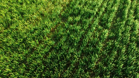 Green wheat field with dense young plants growing in rows under warm sunlight Video stock 336969271