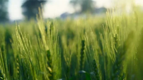 Green Wheat field with dew drops on leaves in the winter morning. Stock-Footage 237462786