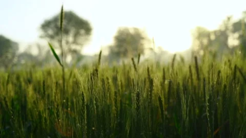 Green Wheat field with dew drops on leaves in the winter morning. Stock-Footage 237462875