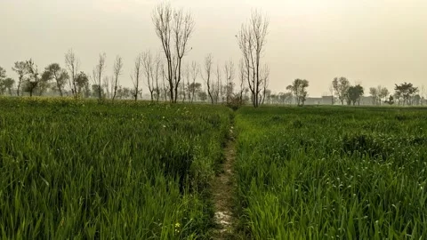 Green Wheat Field with Dry Trees Under Hazy Sky Animation Clip Video stock 331621135