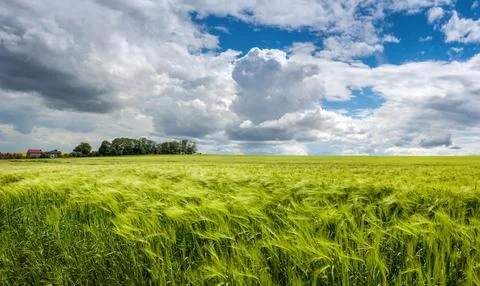 Green wheat field during active ear growth, beautiful sky with cumulus Фото