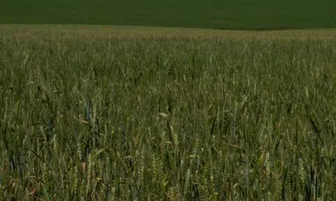 Green wheat field during maturing Stock Photos