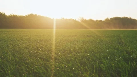 Green wheat on the field a during sunset. wheat agriculture harvesting Stock Footage 267872767