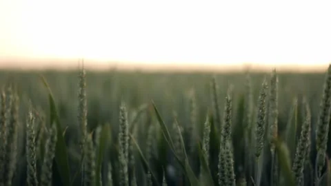 A green wheat field, ears of wheat swaying in the gentle wind Stock Footage 242844086