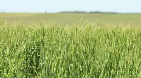 Green wheat field - ears on wind Stock Footage 22113797