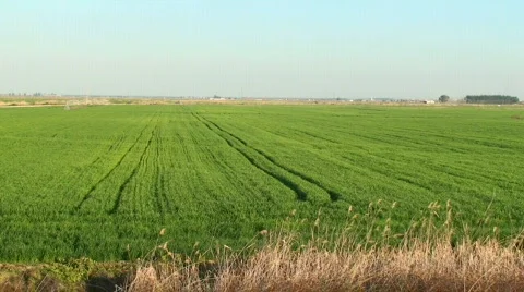 Green wheat field Video stock 119562