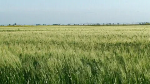 Green wheat field Stock Footage 269834