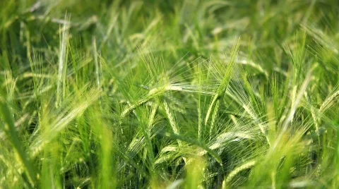 Green wheat field  Stockbeeldmateriaal 451981