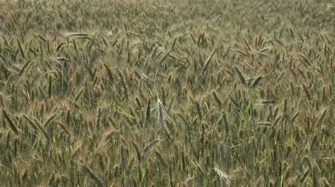 Green wheat field Stock Footage