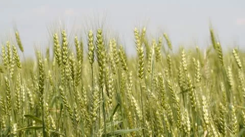 Green wheat  in the field Stock Footage 11186250