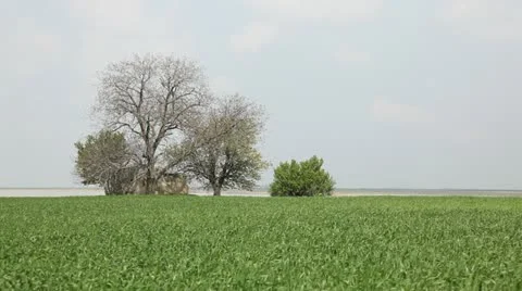 Green wheat field Stock Footage 24653657