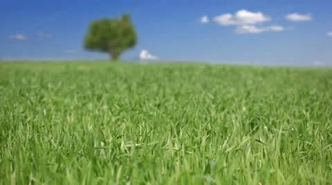 Green wheat field Stock Footage 24653682