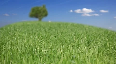 Green wheat field Video stock 24653765