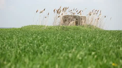 Green wheat field Stock Footage 24653783